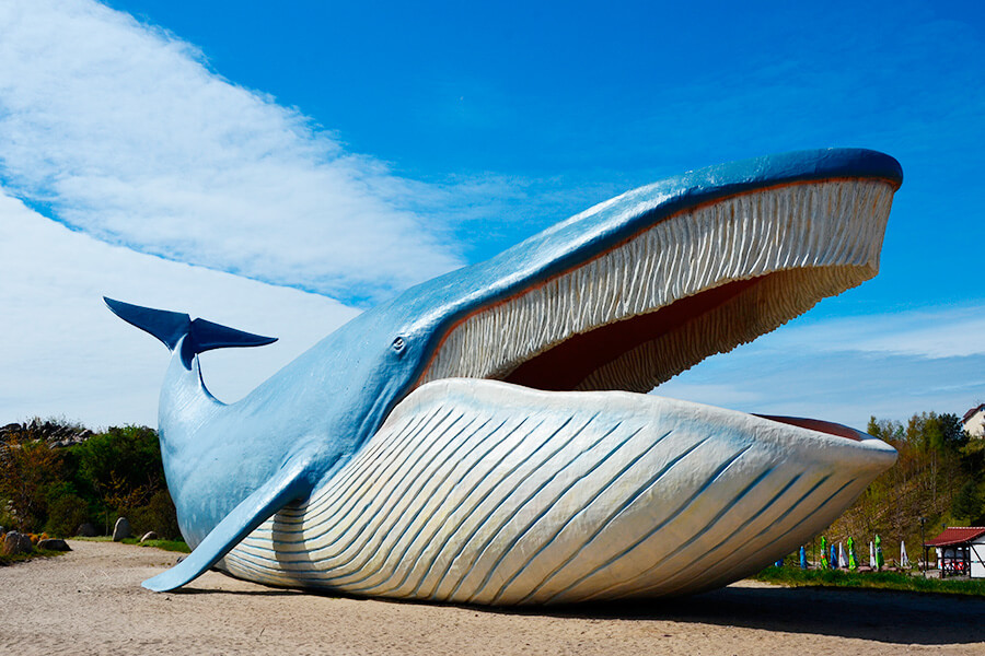 Atrakcje w Pogorzelicy: Park wieloryba